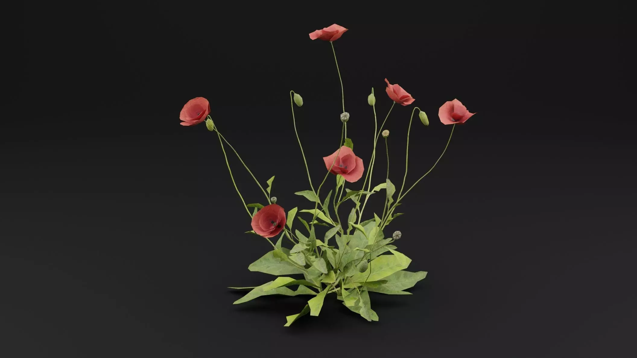 Papaver Rhoeas Plant Low-poly 3D model_0
