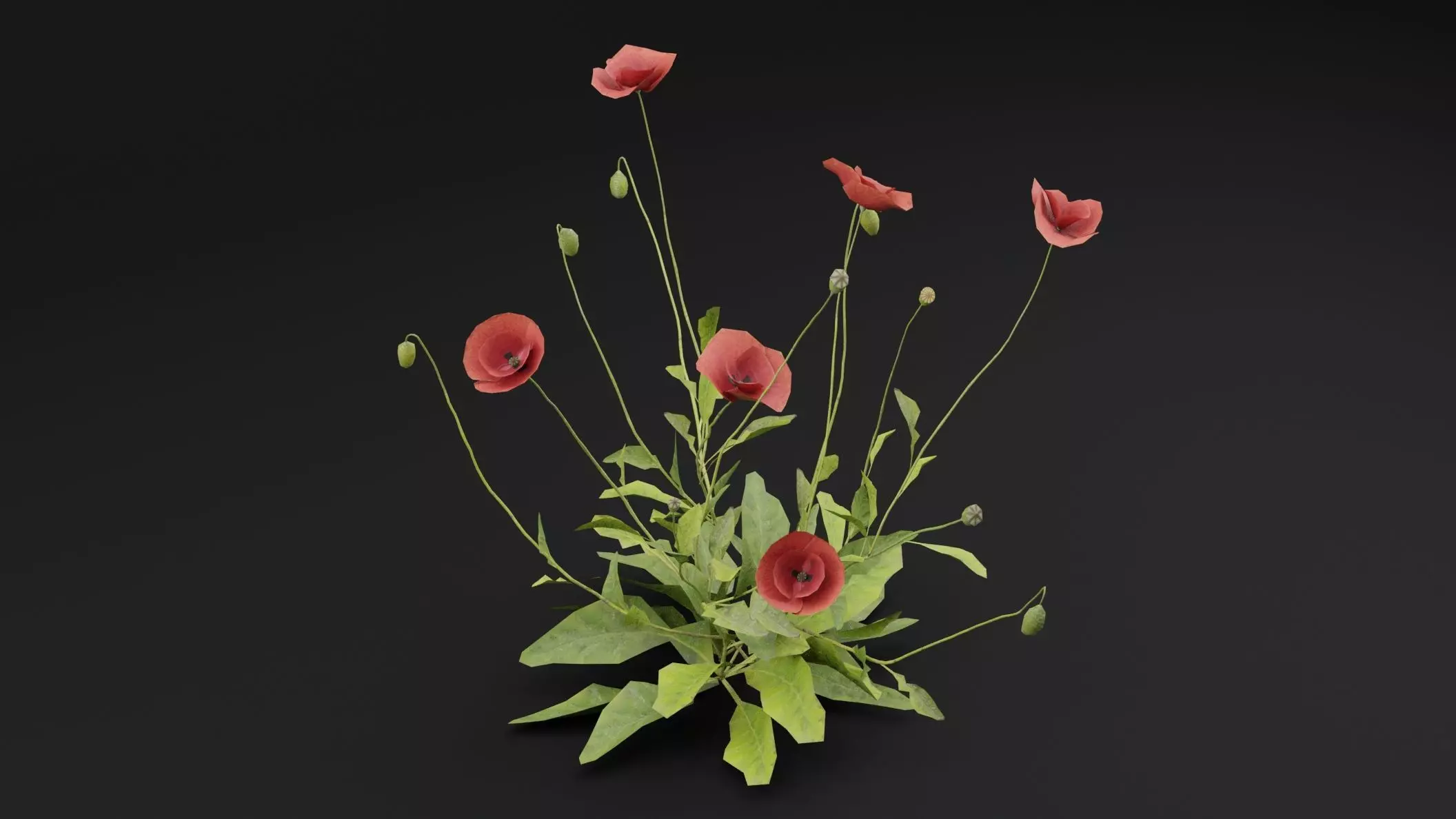 Papaver Rhoeas Plant Low-poly 3D model_3