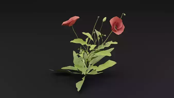 Papaver Rhoeas Plant