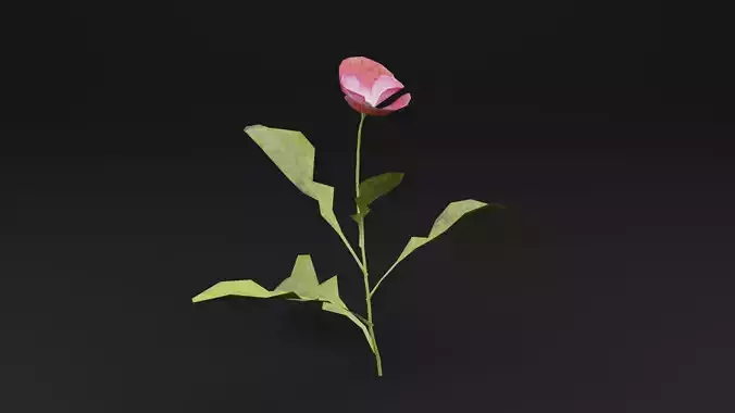 Papaver Rhoeas Plant