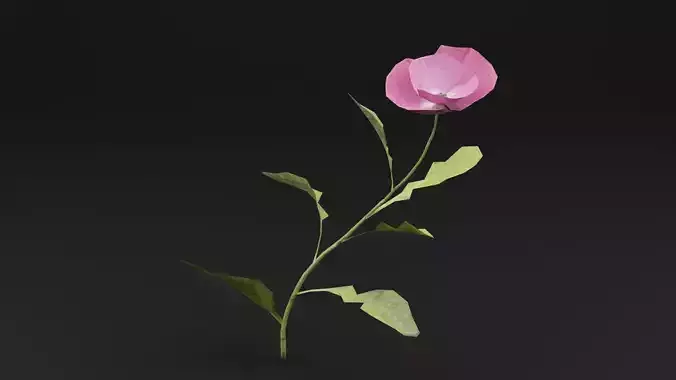 Papaver Rhoeas Plant