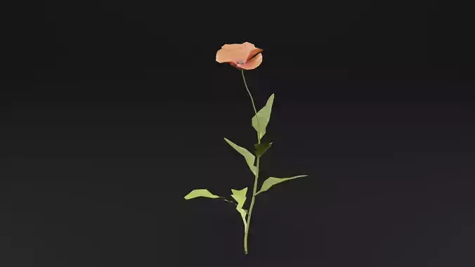 Papaver Rhoeas Plant