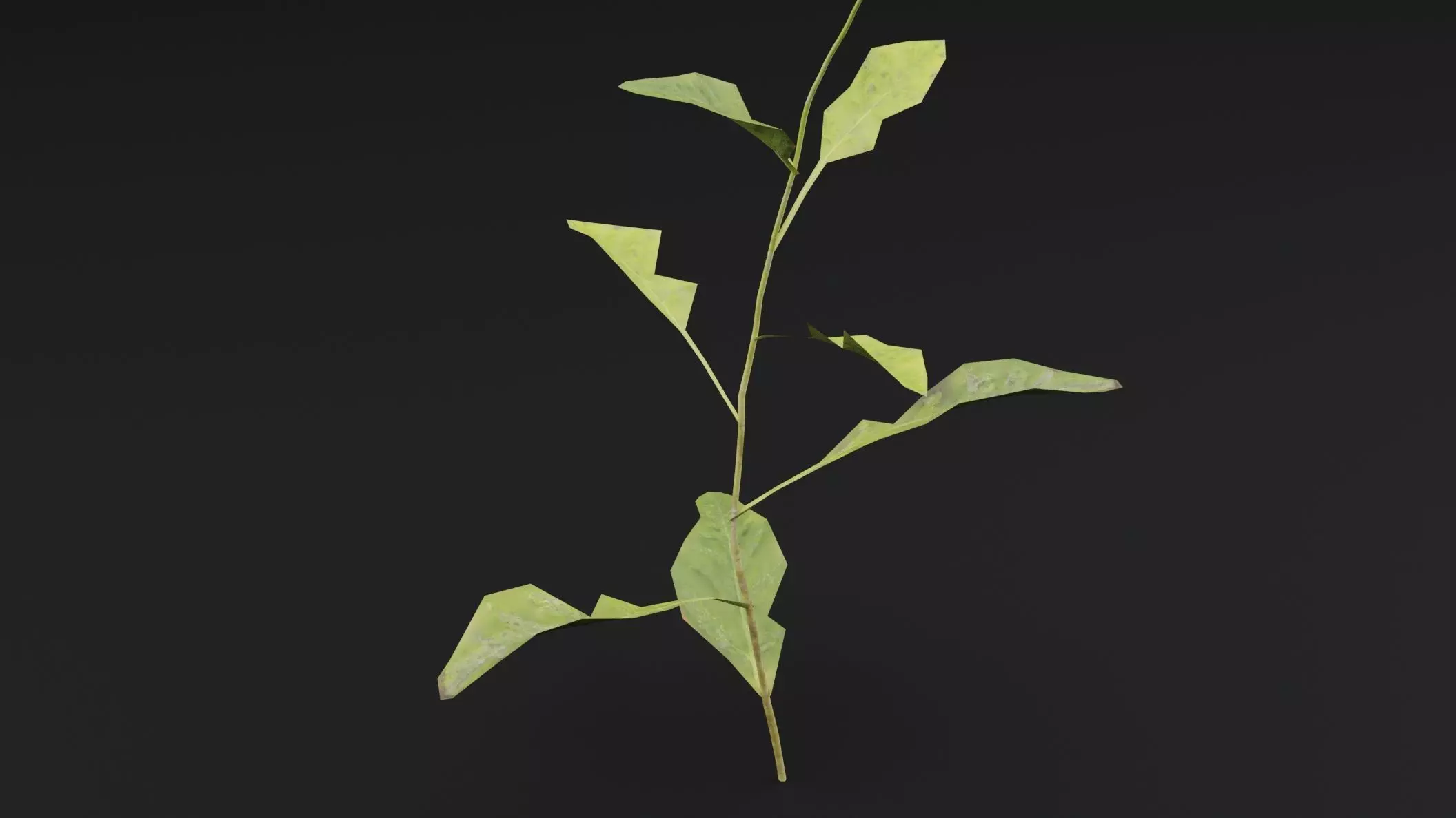 Papaver Rhoeas Plant Low-poly 3D model_2