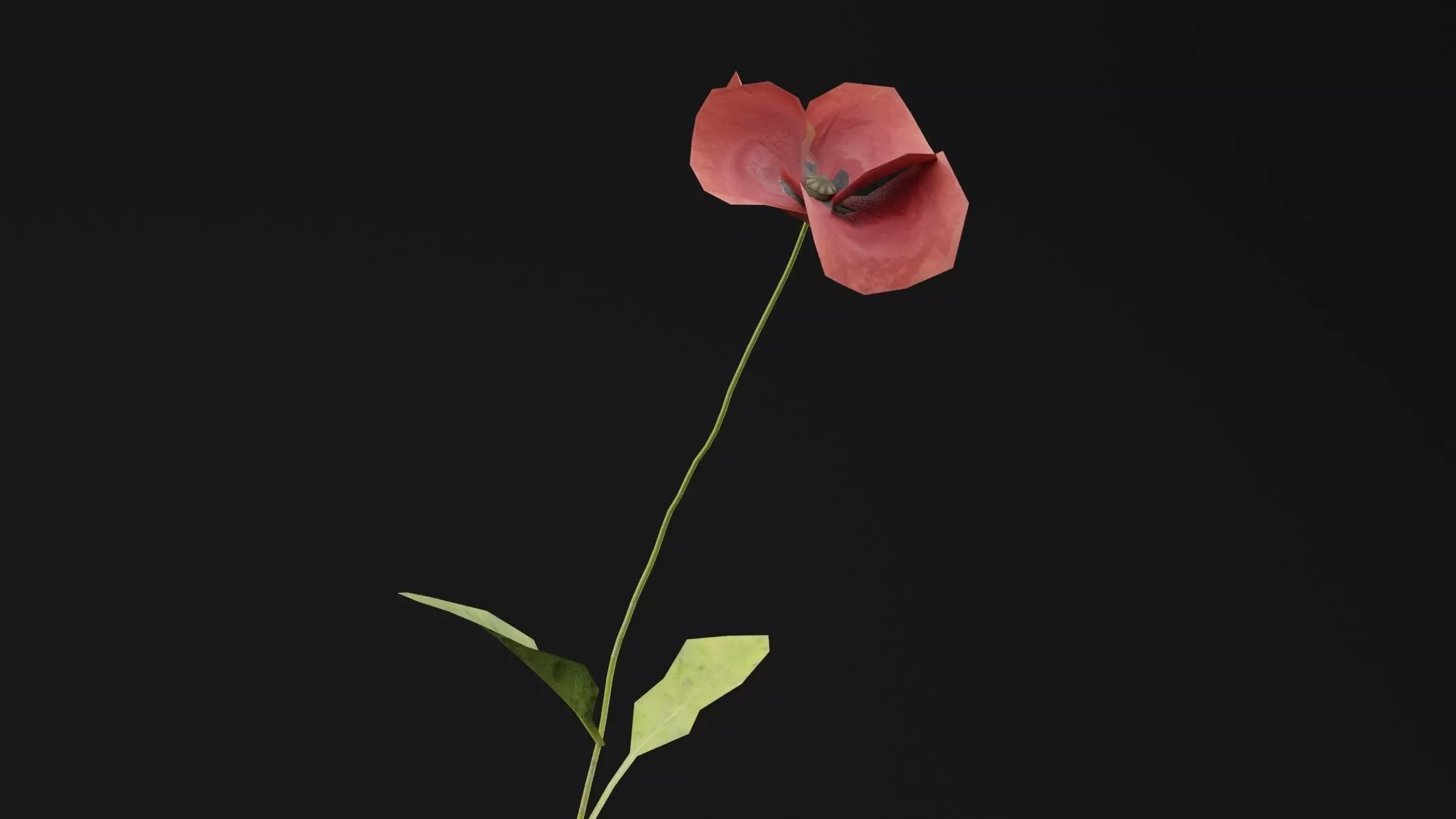 Papaver Rhoeas Plant Low-poly 3D model_1