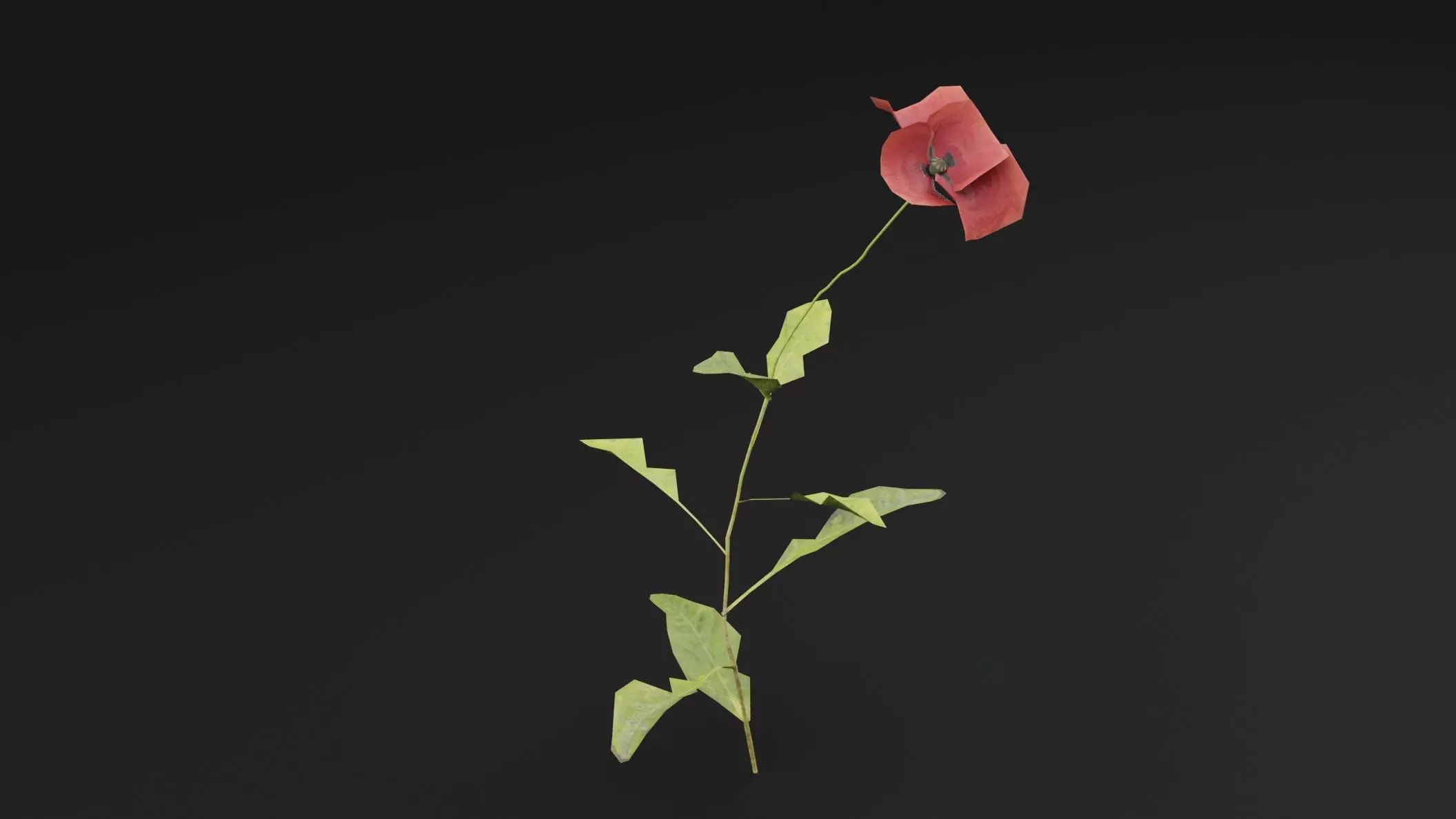 Papaver Rhoeas Plant Low-poly 3D model_3