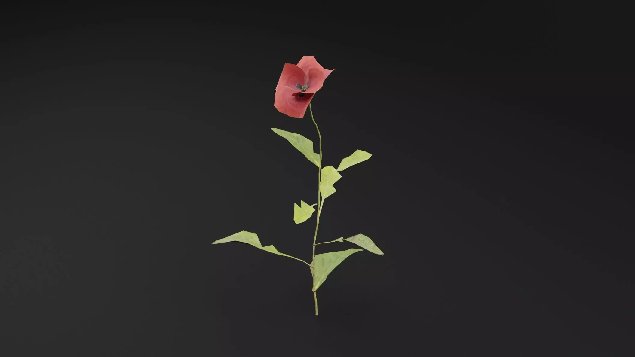 Papaver Rhoeas Plant Low-poly 3D model_4