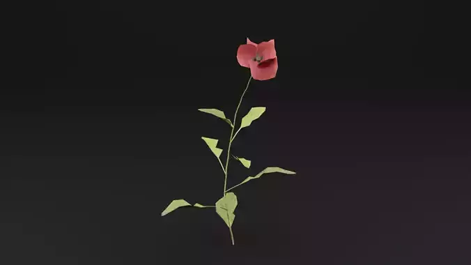 Papaver Rhoeas Plant