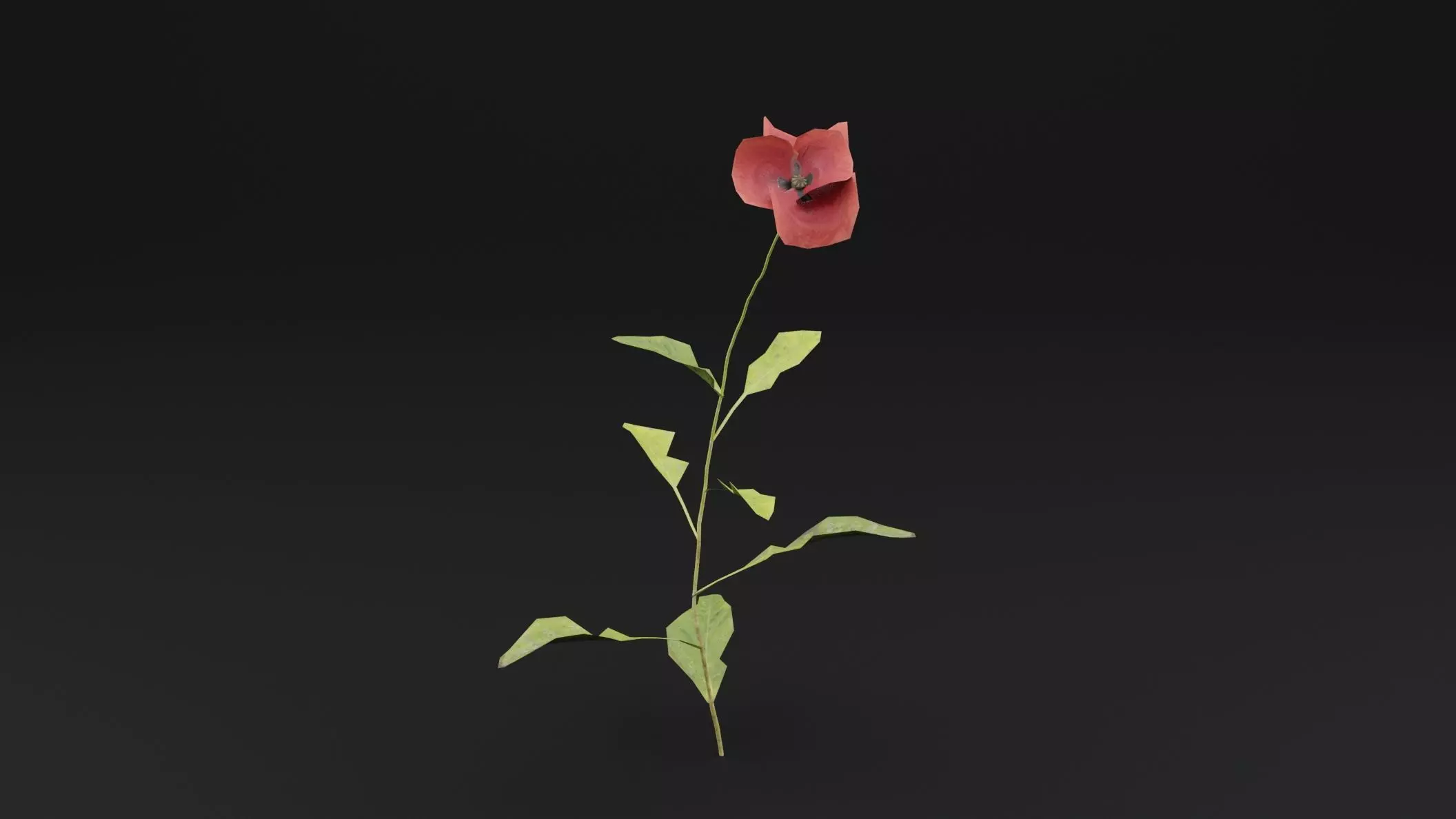 Papaver Rhoeas Plant Low-poly 3D model_0