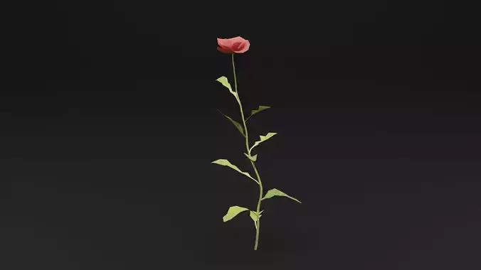 Papaver Rhoeas Plant