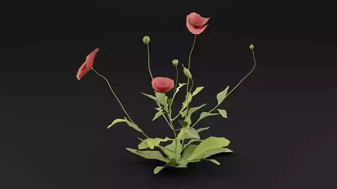 Papaver Rhoeas Plant