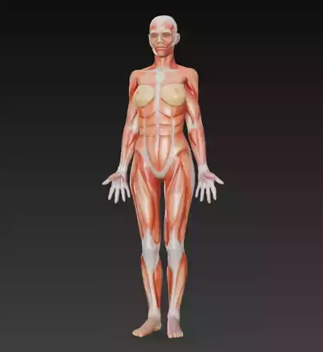 Female muscular System