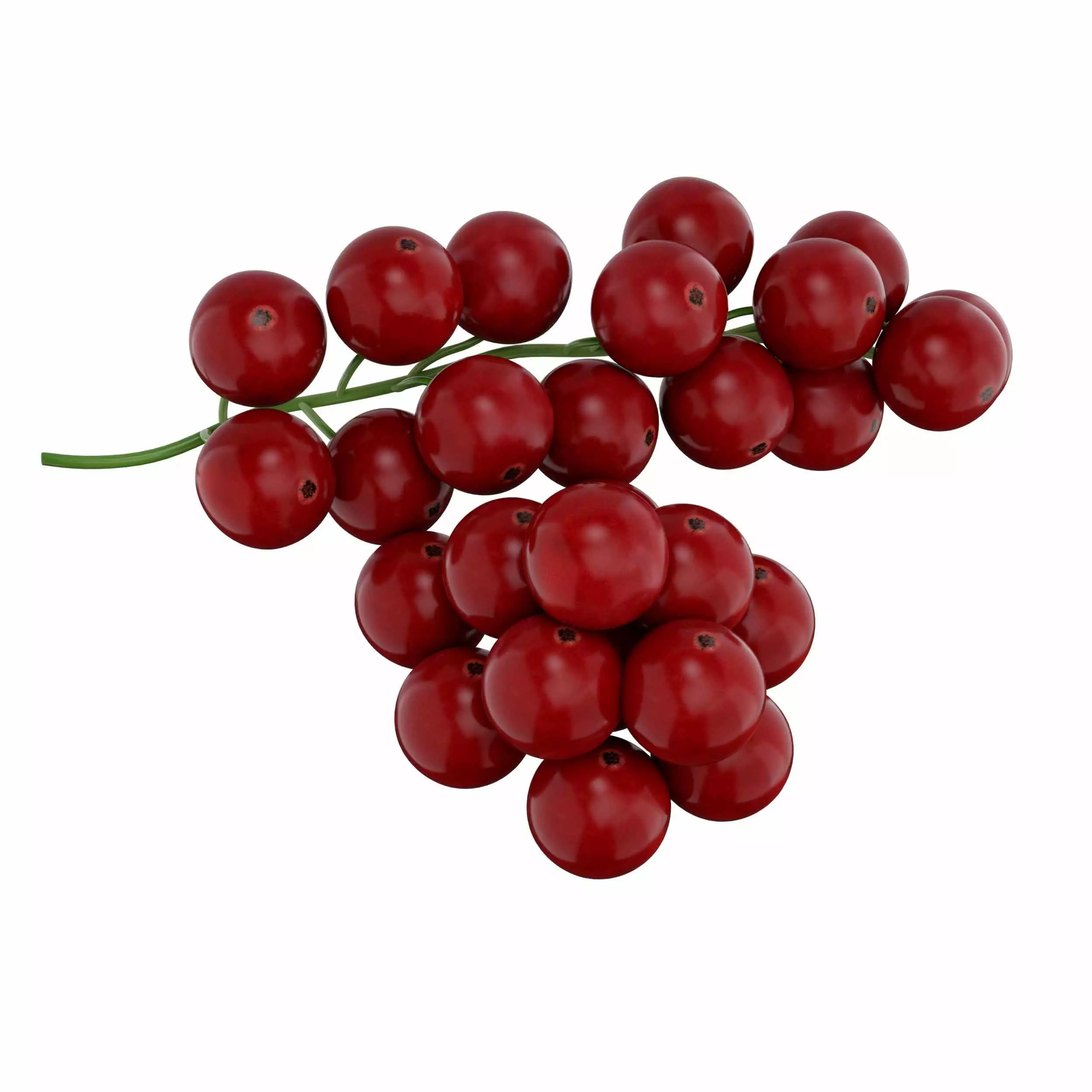 Red Currant 3D model_1