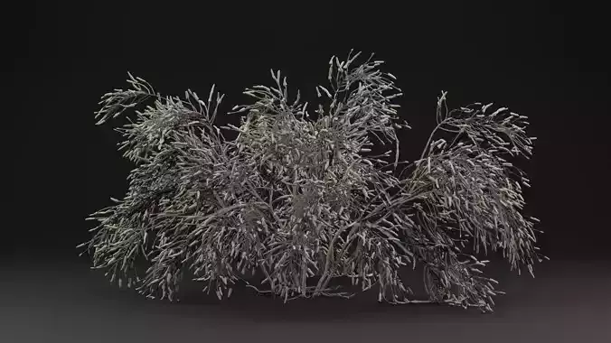 Gossypium Thurberi Plant