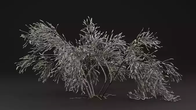 Gossypium Thurberi Plant