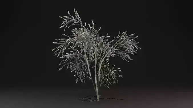 Gossypium Thurberi Plant