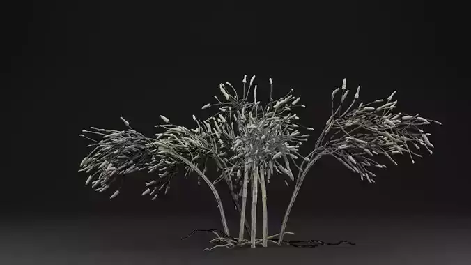 Gossypium Thurberi Plant