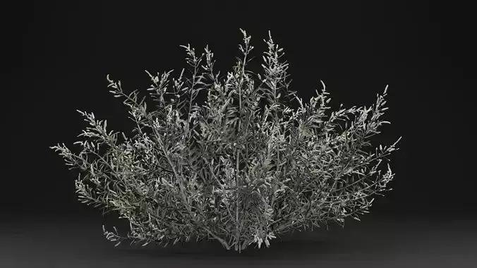 Gossypium Thurberi Plant