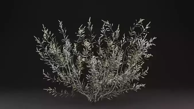 Gossypium Thurberi Plant