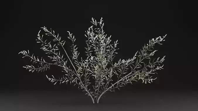 Gossypium Thurberi Plant