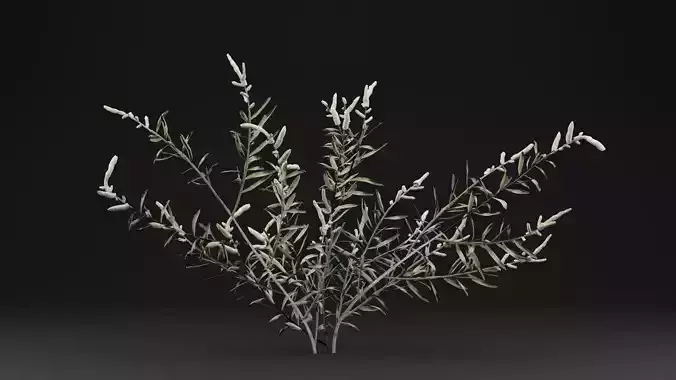 Gossypium Thurberi Plant