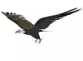 Eagle bald in flight