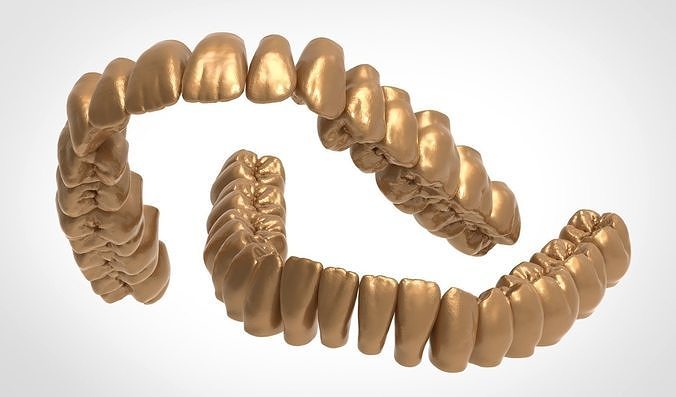 Upper and lower jaw teeth anatomy 3D model