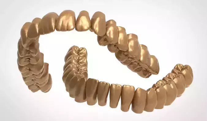 Upper and lower jaw teeth anatomy 3D model