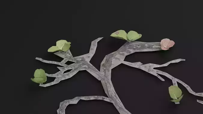 Dwarf Australian Weeping Willow