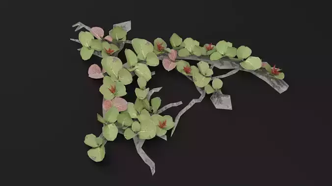 Dwarf Australian Weeping Willow