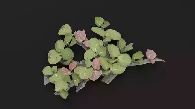 Dwarf Australian Weeping Willow Plant