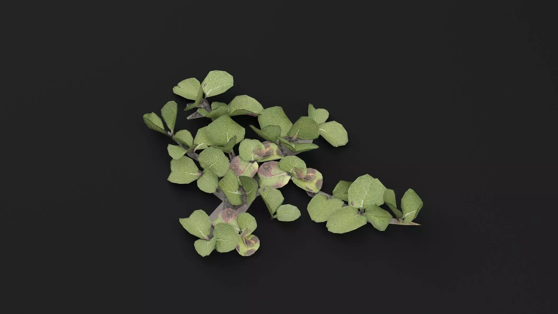 Dwarf Australian Weeping Willow Plant Low-poly 3D model_0