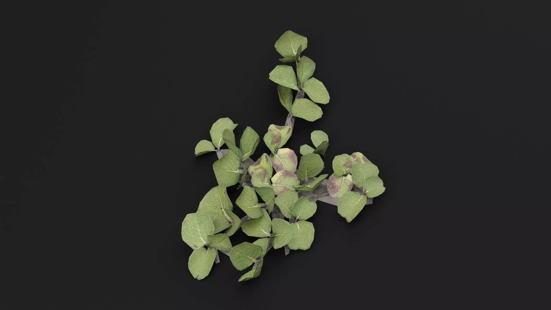 Dwarf Australian Weeping Willow Plant Low-poly 3D model_4