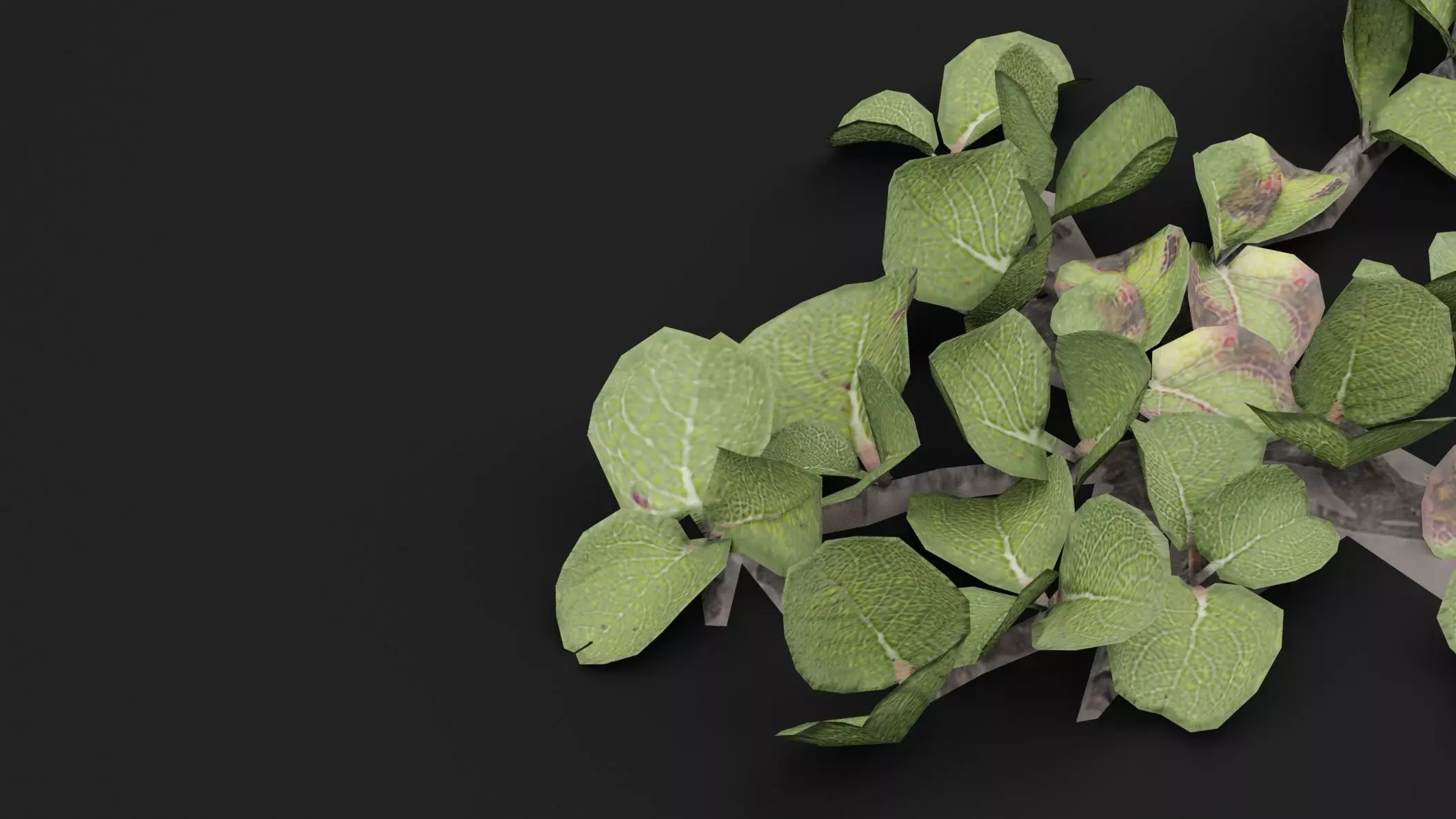 Dwarf Australian Weeping Willow Plant Low-poly 3D model_3