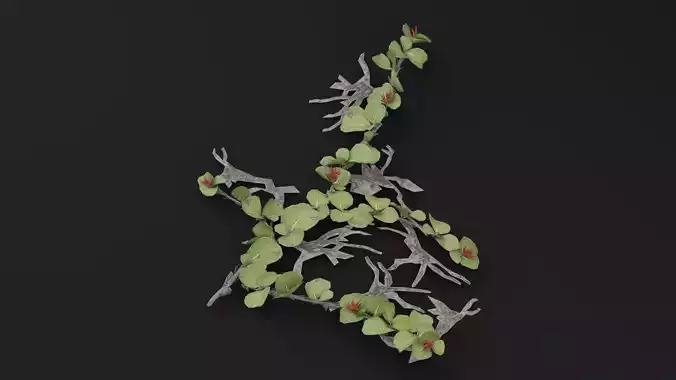 Dwarf Australian Weeping Willow