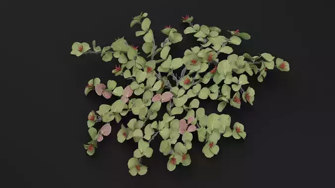 Dwarf Australian Weeping Willow 