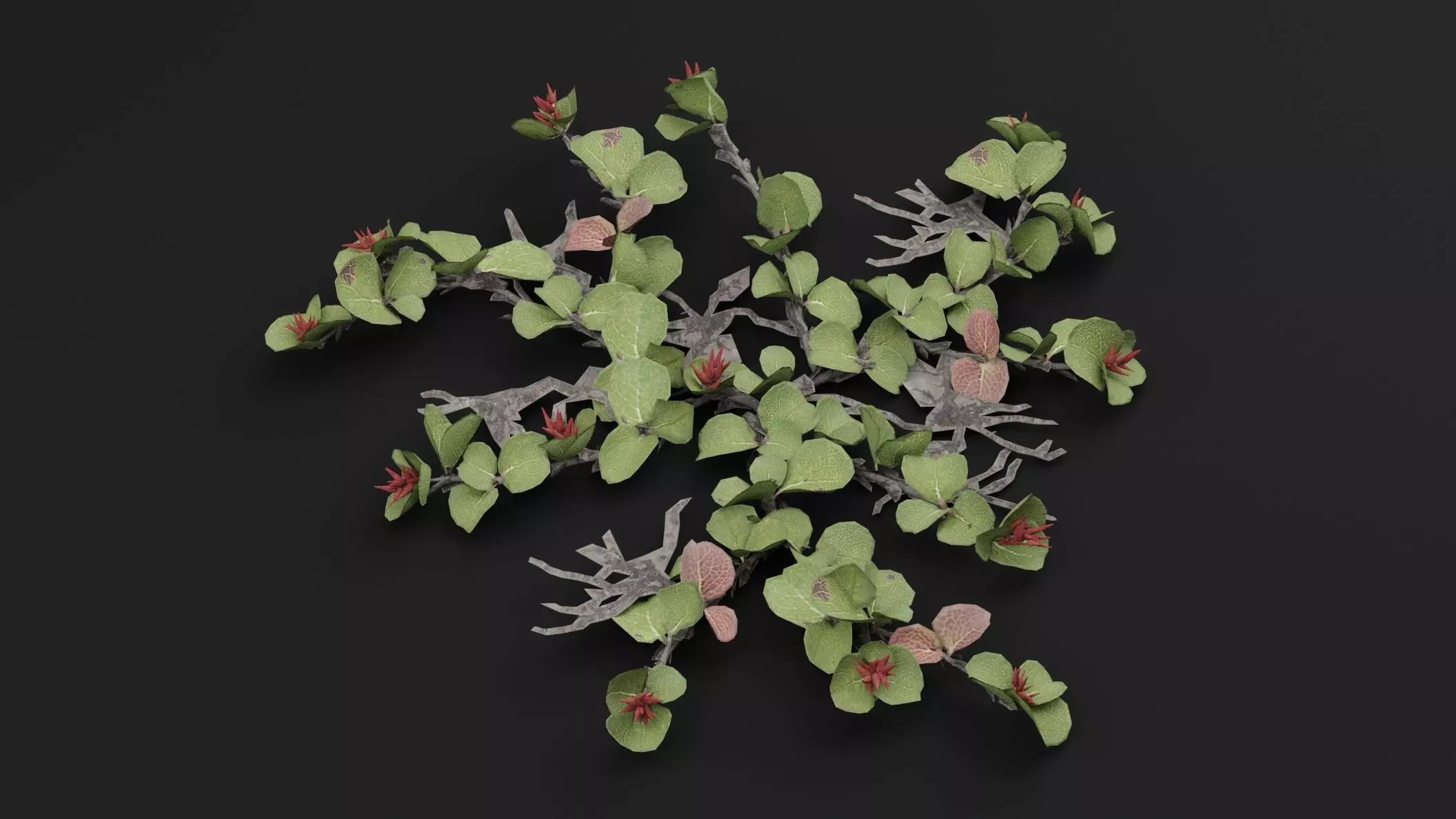 Dwarf Australian Weeping Willow Plant 3D model_3