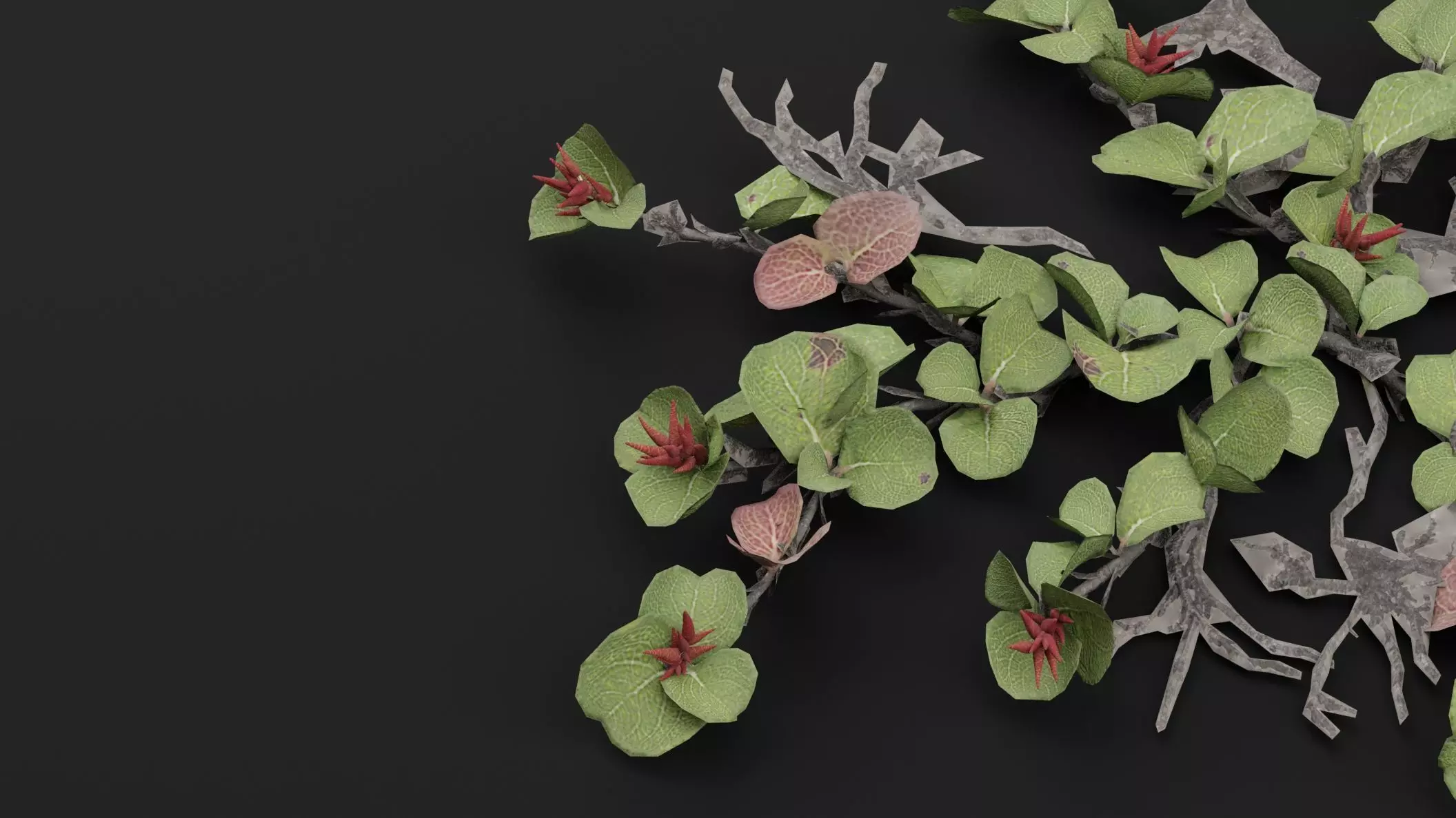 Dwarf Australian Weeping Willow Plant 3D model_1