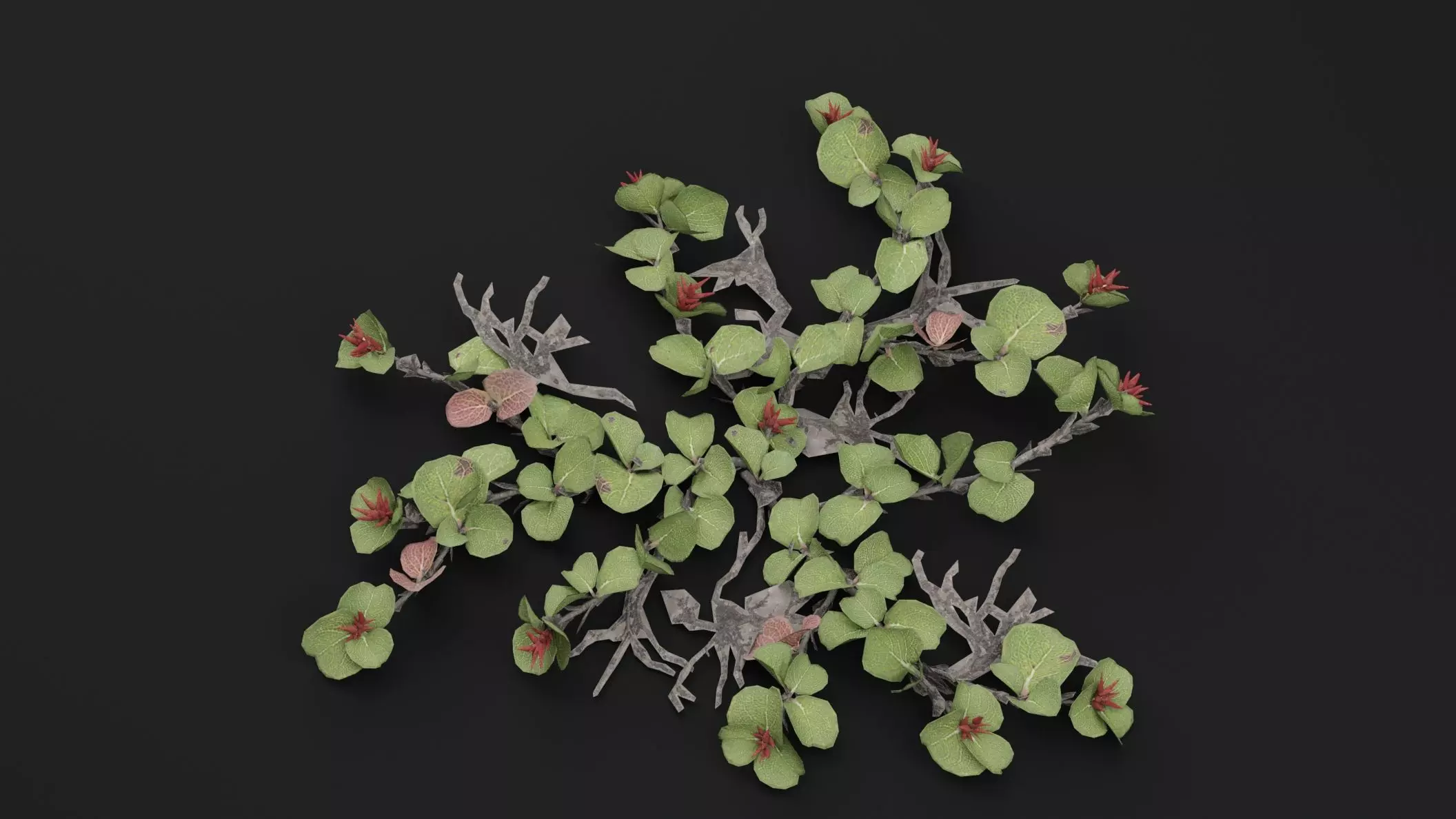 Dwarf Australian Weeping Willow Plant 3D model_4