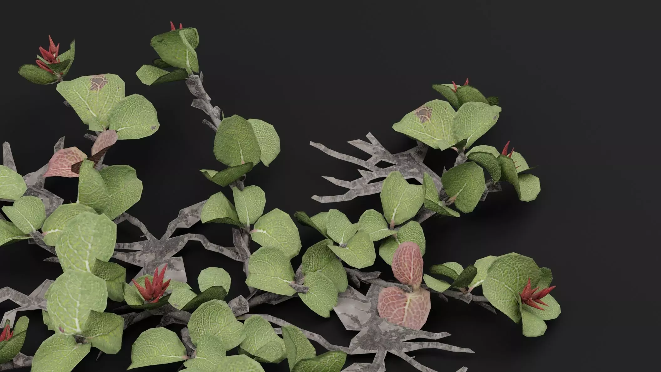 Dwarf Australian Weeping Willow Plant 3D model_2