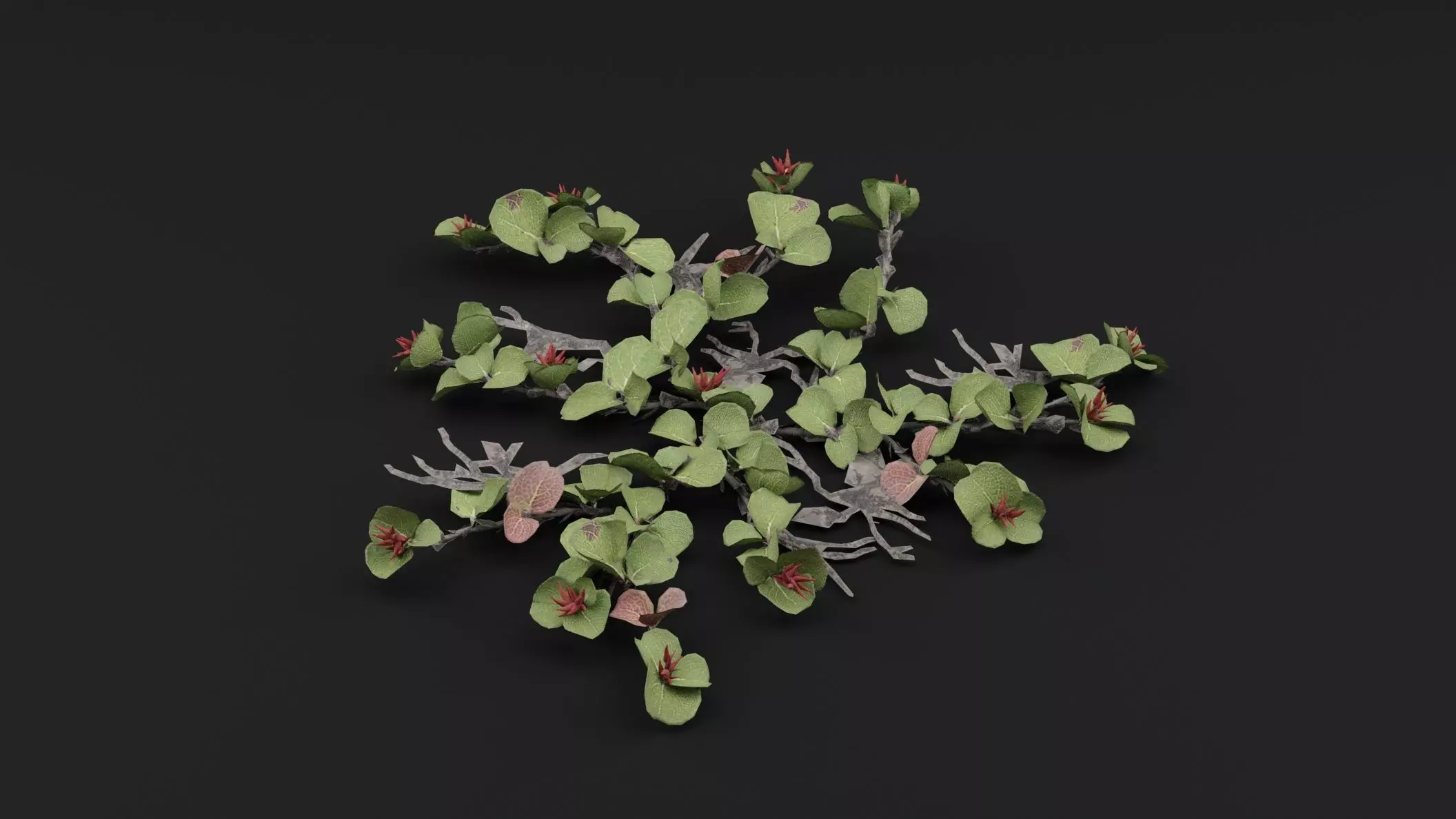Dwarf Australian Weeping Willow Plant 3D model_0