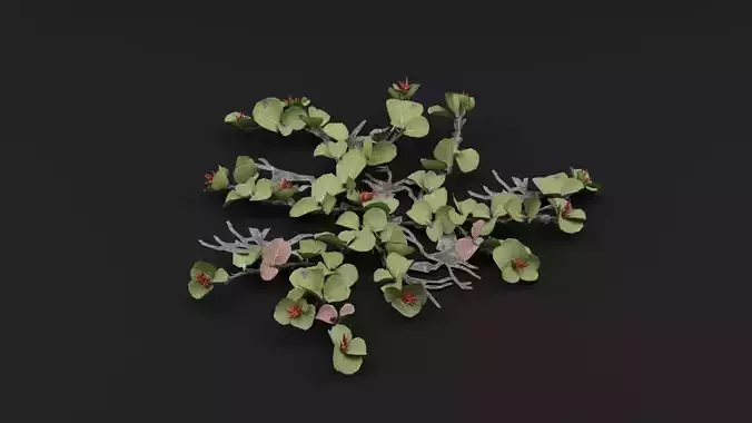 Dwarf Australian Weeping Willow Plant