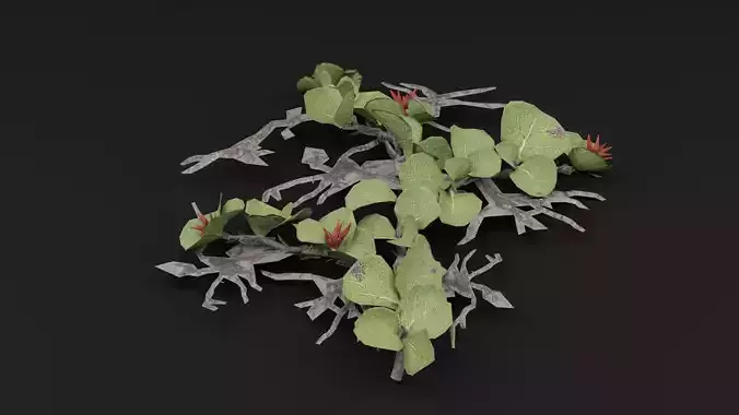 Dwarf Australian Weeping Willow