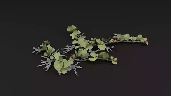 Dwarf Australian Weeping Willow