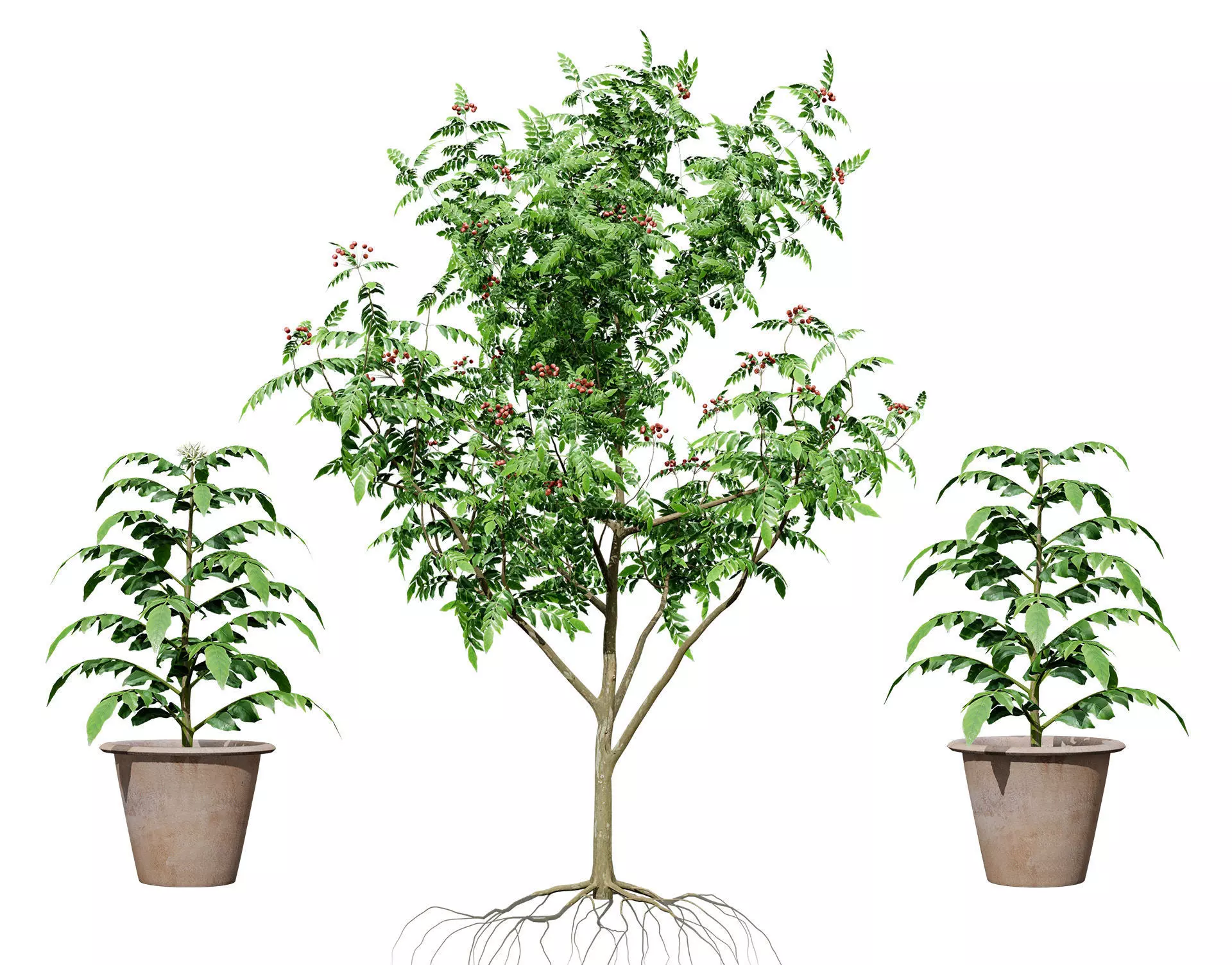 Curry Leaf Tree 3D Model Collection Low-poly 3D model_0