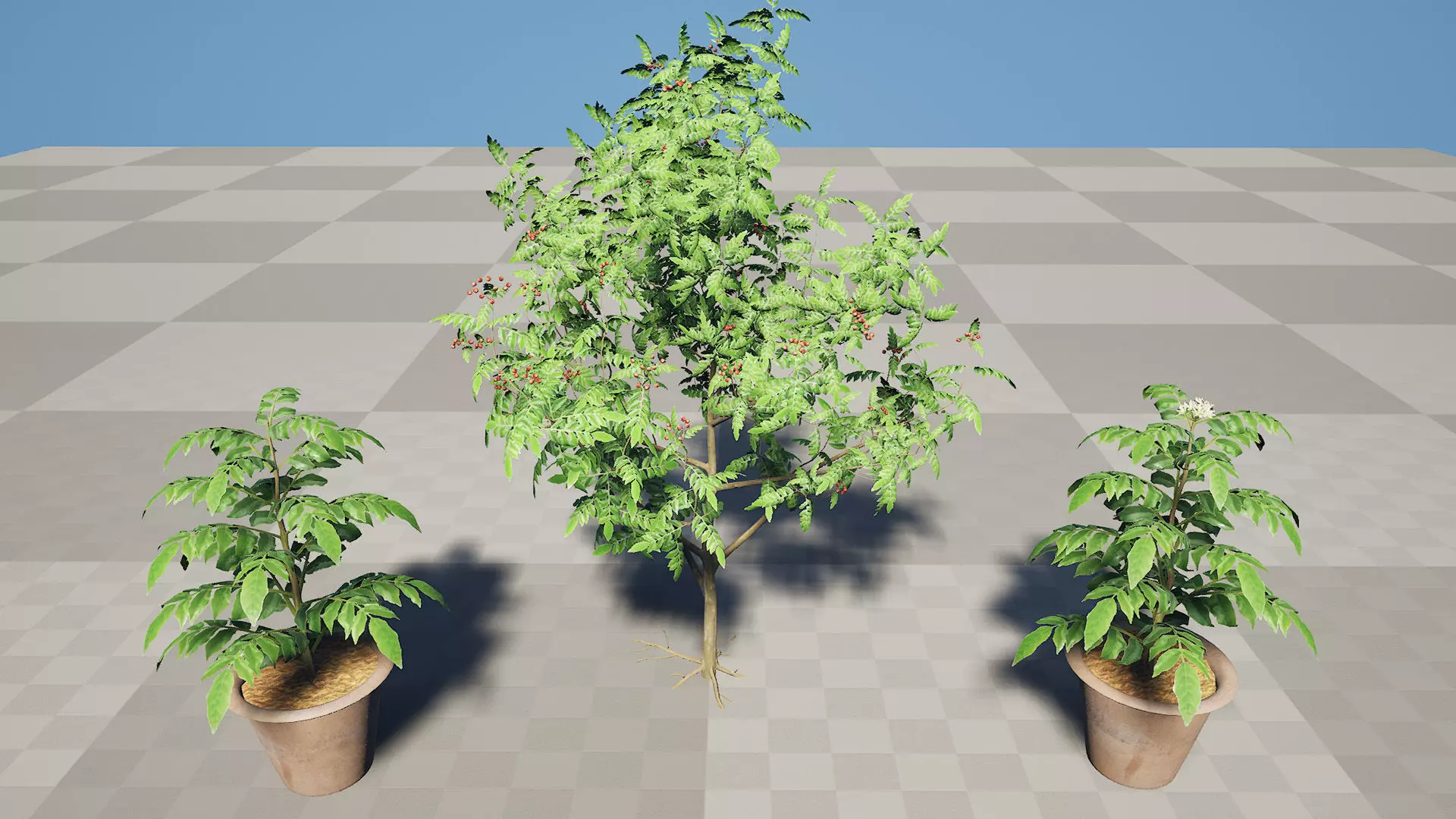 Curry Leaf Tree 3D Model Collection Low-poly 3D model_8