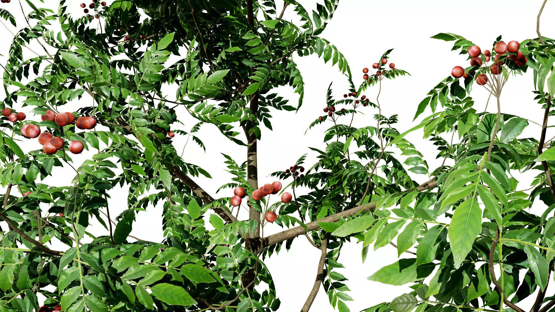 Curry Leaf Tree 3D Model Collection Low-poly 3D model_6