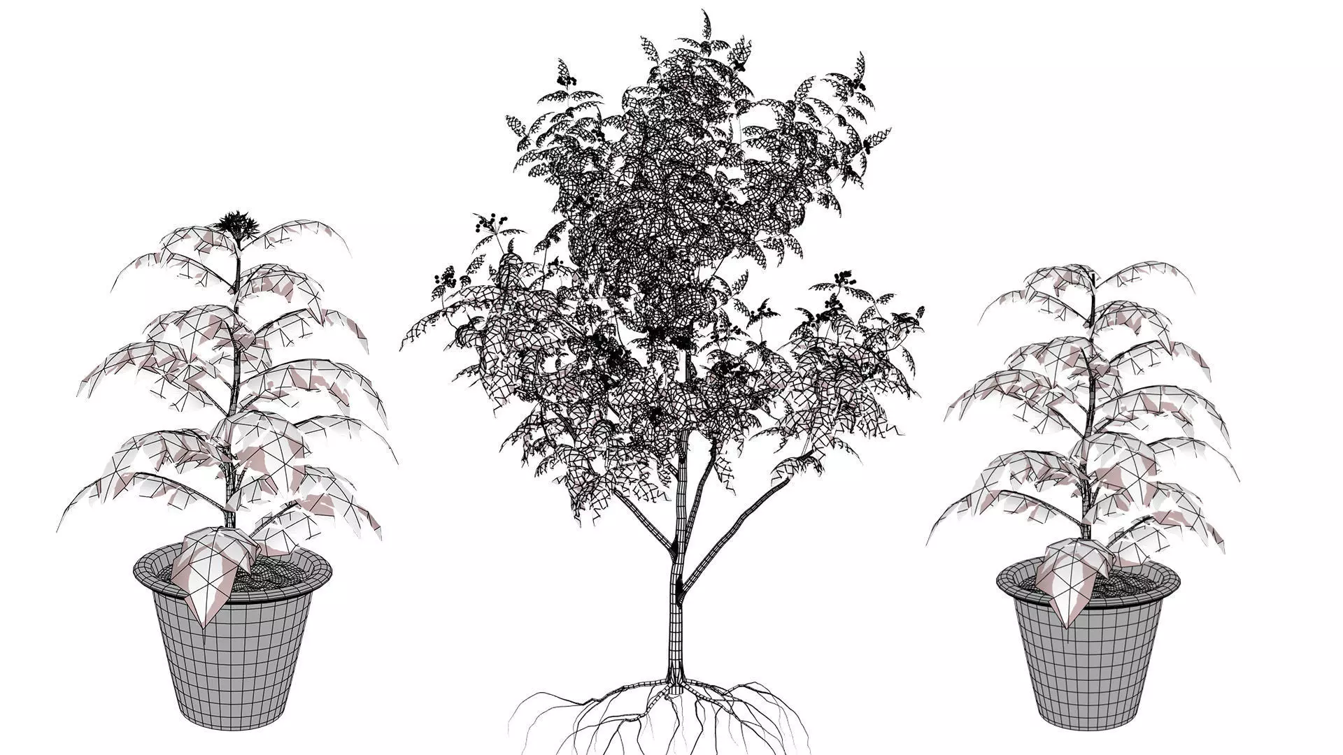 Curry Leaf Tree 3D Model Collection Low-poly 3D model_9