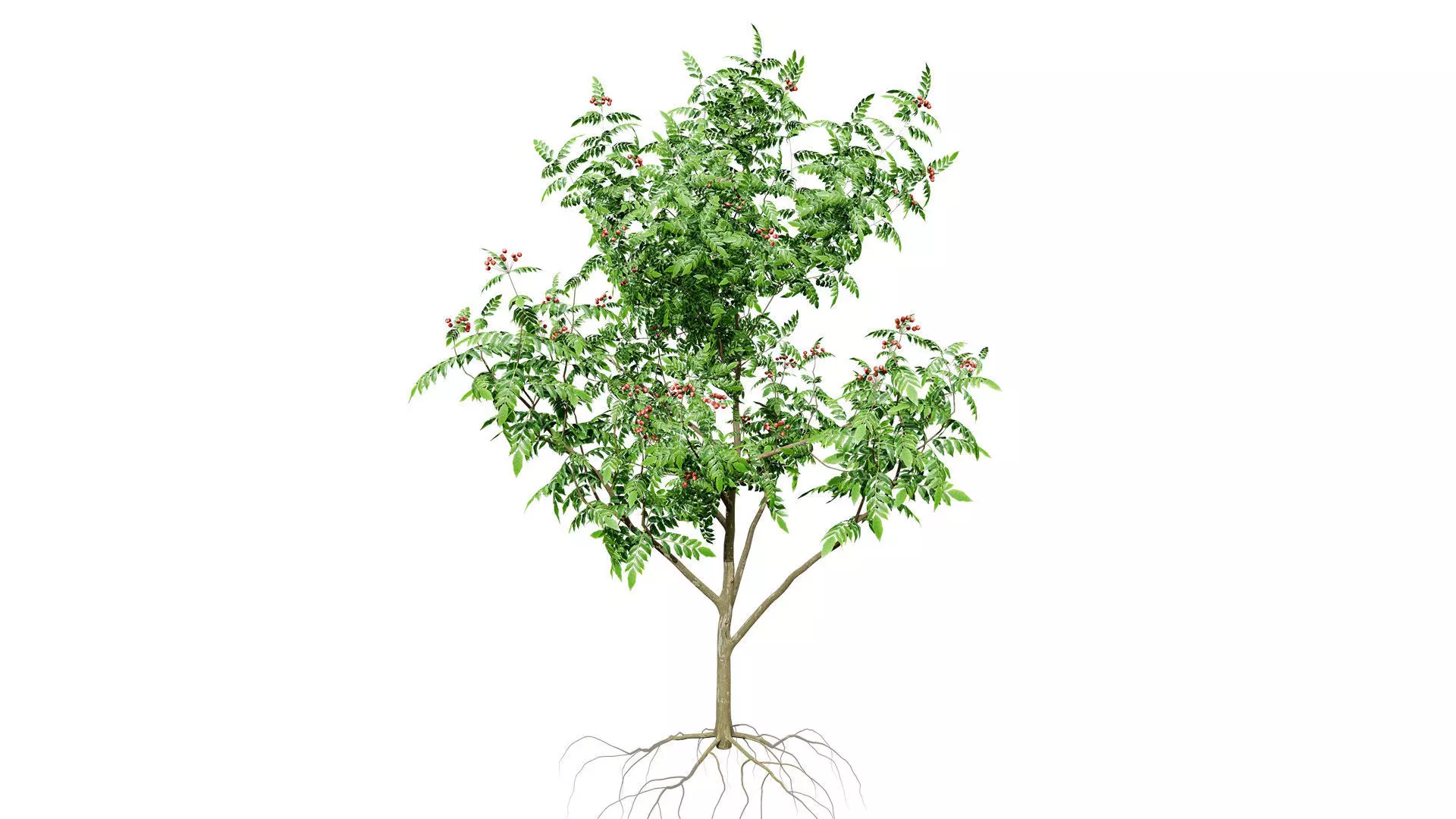 Curry Leaf Tree 3D Model Collection Low-poly 3D model_2