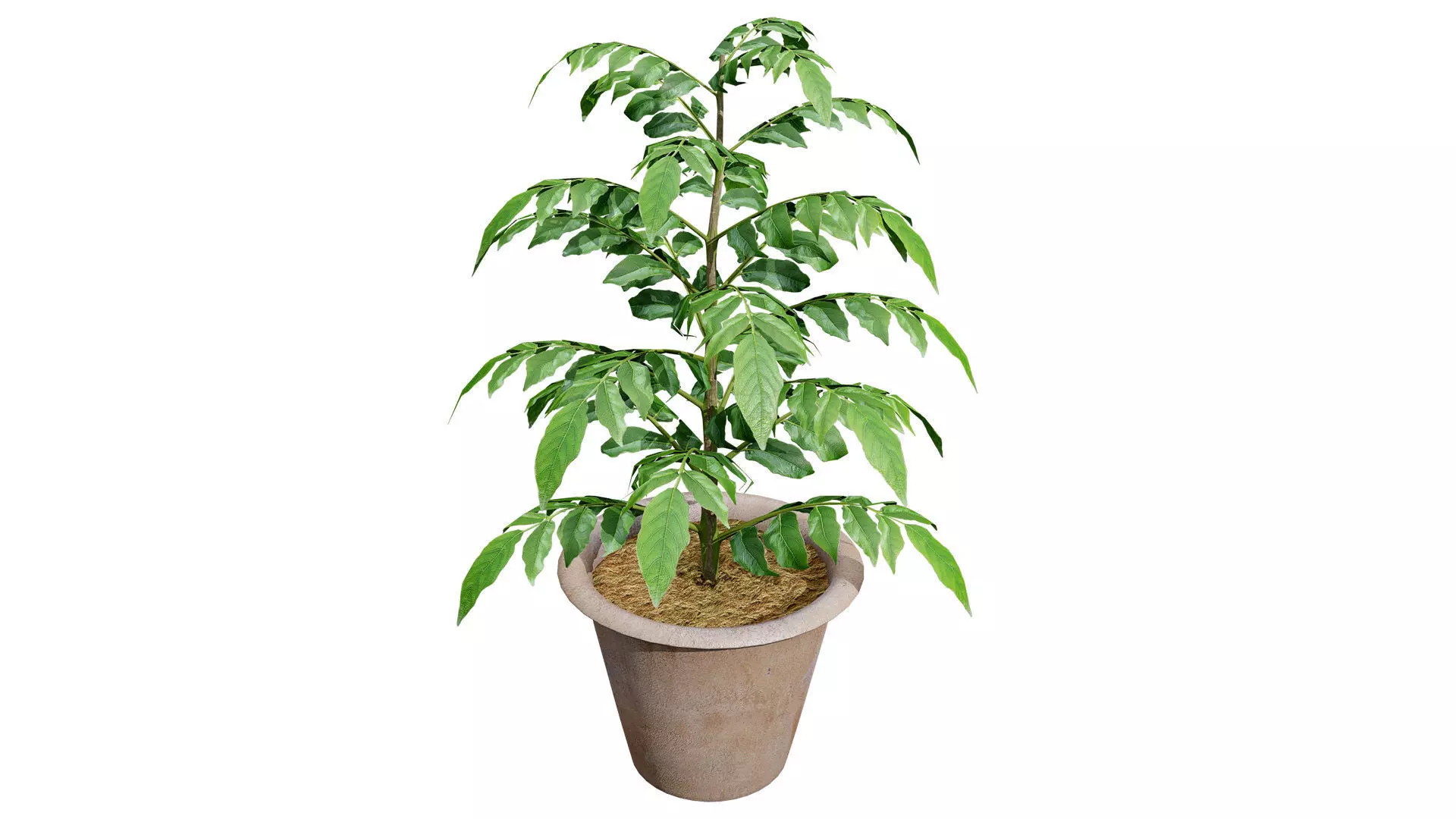 Curry Leaf Tree 3D Model Collection Low-poly 3D model_3