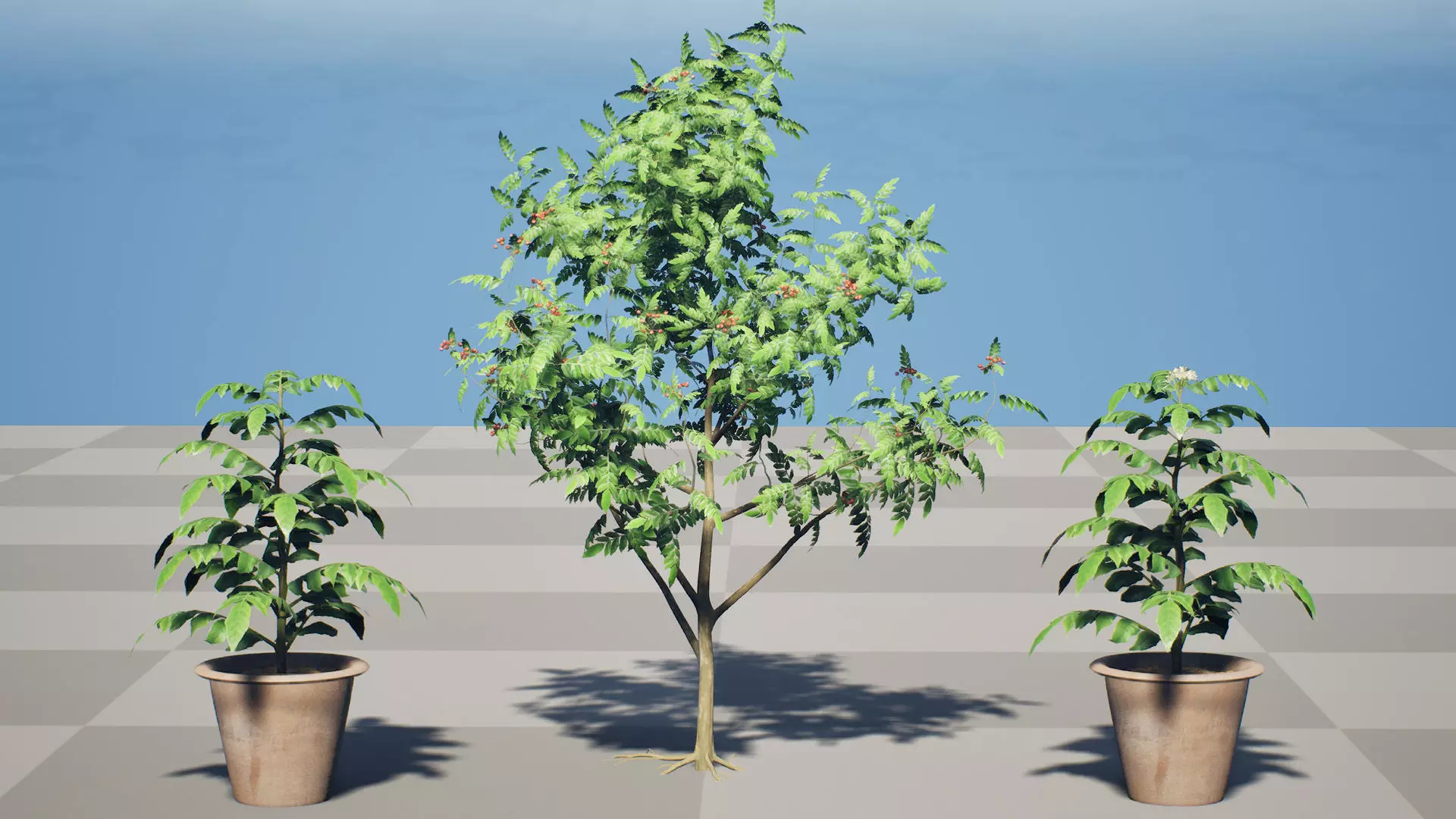 Curry Leaf Tree 3D Model Collection Low-poly 3D model_7